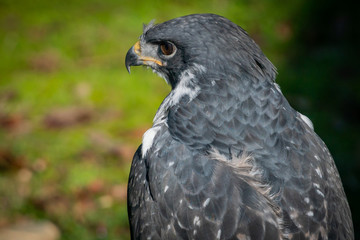 African red-tailed hawk (Angur buzzard) enjoying the sun on a warm winter day at an animal sanctuary in Southern Oregon