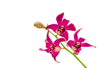 Violet orchid flower isolated on white background  with clipping path.