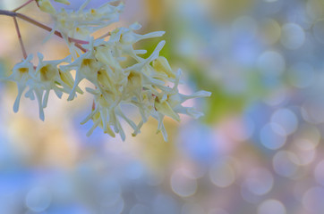  soft focus the colorful Dipterocarpus alatus, Shorea, White Meranti, Dipterocarpaceae, flower