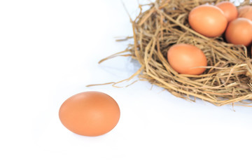 eggs organic fresh in straw hay on white background.
