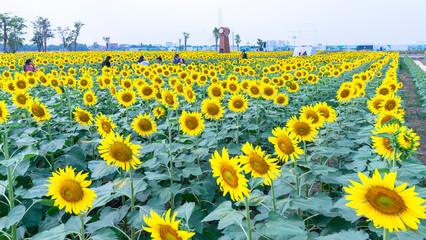 Obraz premium Ho Chi Minh City, Vietnam - December 23rd, 2018: Blossoming sunflower fields attract a lot of tourists to visit and take photos on the weekend celebrating the New Year in Ho Chi Minh City, Vietnam