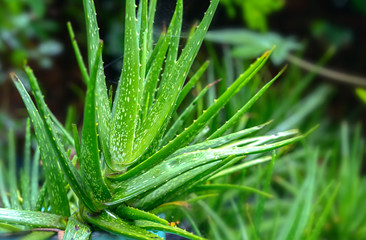 Fototapeta premium Aloe vera in the garden. This is a plant that has antibacterial effect, assists digestion, purifies heat, cures diabetes, reduces blood fat, reduces pain and heals wounds to beautify skin…