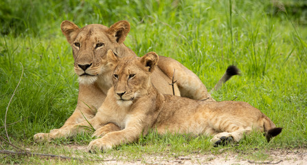 Young lion and lioness in the wild