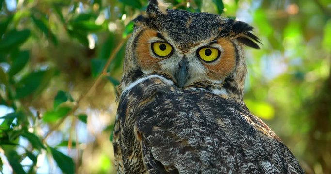 Amazing close-up of a Great Horned Owl with big eyes looking directly at camera.