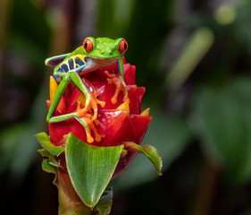 Red Eyed Tree Frog 