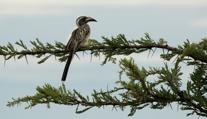 Hornbill on a tree