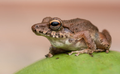 Naklejka premium Costa Rica Tree Frog 