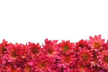 Fall floral background with deep red chrysantemums on white with copy space. Greeting card mockup and border. Desktop workspace flat layout.