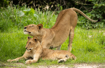 Young lion and lioness stretching