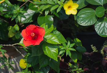 Red chaba flower,Thai flower in garden,soft focus.