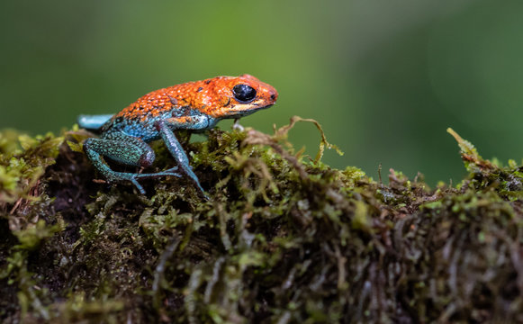 Blue Jeans (Strawberry Poison Dart) Frog 