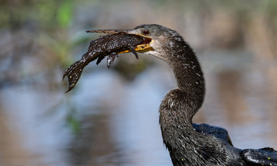 Anhinga with a Fish 