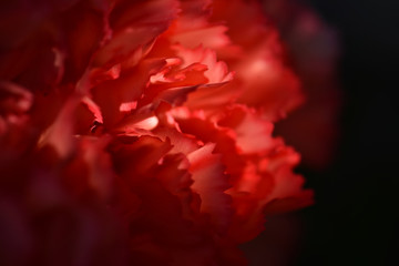 Close-up view of red petals