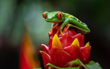 Red Eyed Tree Frog 