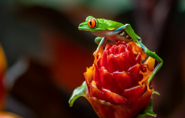 Red Eyed Tree Frog in Costa Rica 