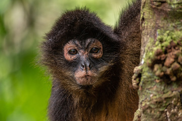 Spider Monkey in Costa Rica 
