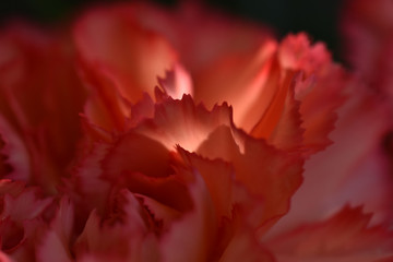Close-up view of red petals
