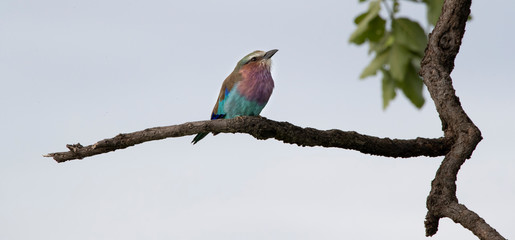 Lilac-breasted Roller