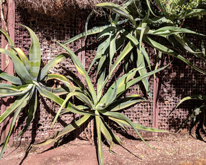 Phoenix street decorated with desert succulent plants climbing up the fence wall, Arizona