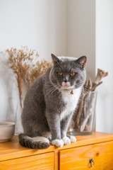 Cute British short-haired cat, indoor shooting