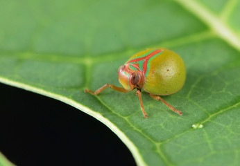 Beautiful lady bug insect macro