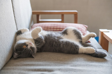 Cute British short-haired cat, indoor shooting