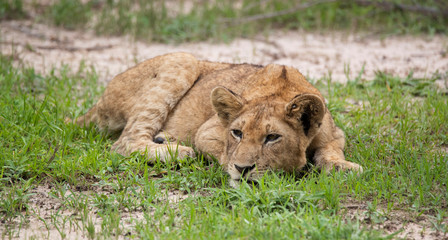 Young lion in the wild