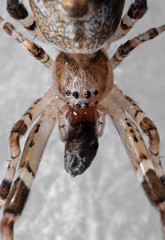 Macro Photo of Spider with Prey are on the Web