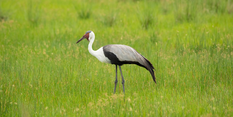 Wattled crane zambia