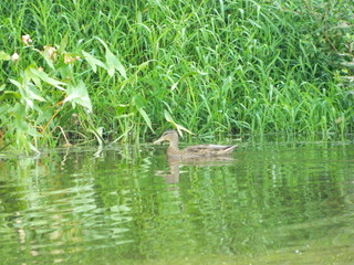 duck