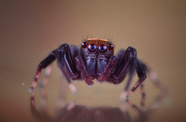 Black spider macro insect