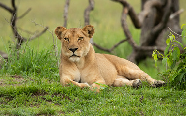 Fototapeta na wymiar Lioness resting in the wild