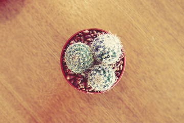 Looking down the Small Cactus on Wooden table