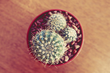 Looking down the Small Cactus on Wooden table