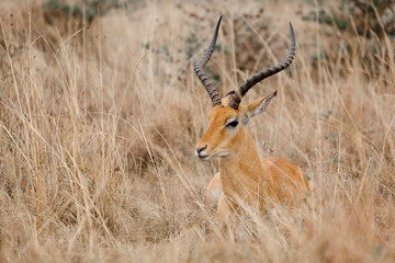 Grant's gazelle eating grass in field at Nairobi National park, Kenya.