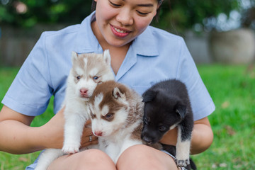 Young woman was carrying a puppy Siberian husky with love and kindness.