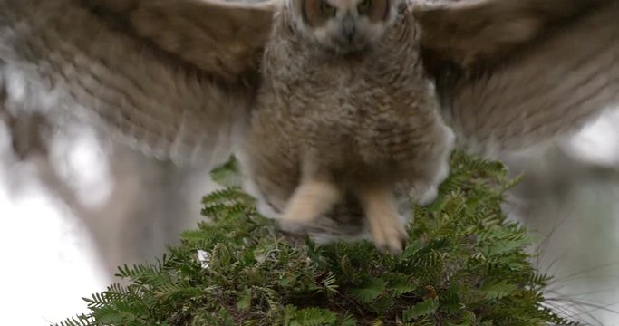 Young Great Horned Owl learns to fly by leaping off the trunk of a tree and lands back in nest as he practices flying.