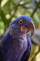 portrait blue guacamaya, blue and yellow macaw
