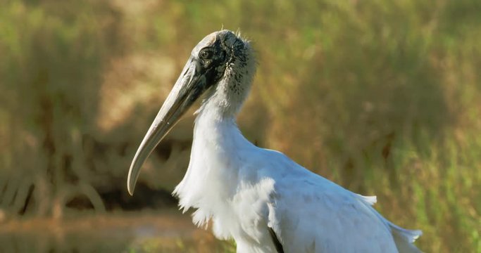 Wood Stork close-up