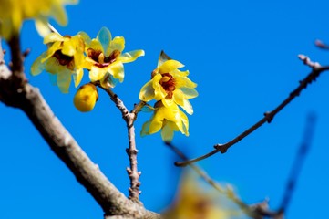 ロウバイ
