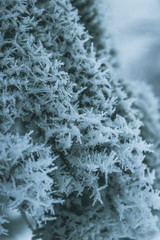 frosty vegetation