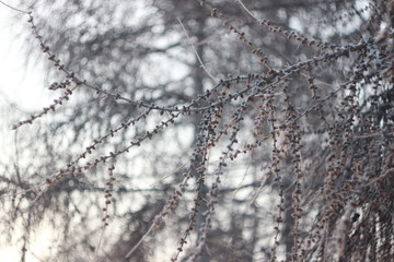frost on branches
