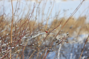 dog rose in winter