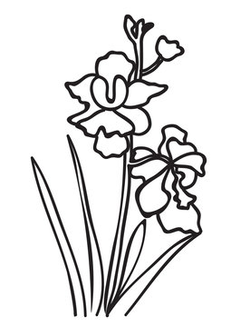 Singapore National Flower