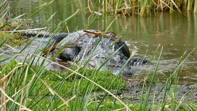 An American alligator, Alligator mississippiensis, crawling in a marsh at a Port Aransas, Texas nature preserve.