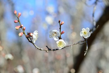 梅