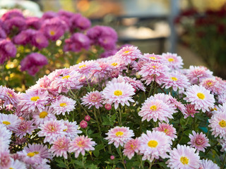 Fototapeta na wymiar Multicolor chrysanthemums growing in flowerbed, close up view. Floral background. Crown daisies blossoming with multicolor petals. Marguerites blooming. Blurred background. Selective soft focus