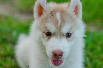 Puppy Siberian husky.it has brawn hair. age 50 day.