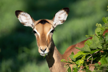 Impala in the wild