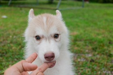 Puppy Siberian husky.it has brawn hair. age 50 day.